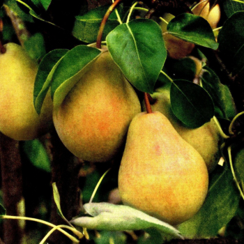 Груша Валентина - лпх-первомайское.рф