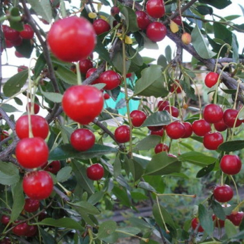 Маяк( нет в наличии) - лпх-первомайское.рф