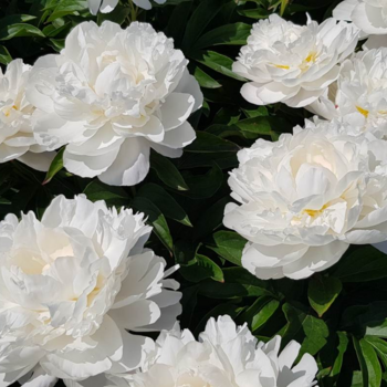 Гардения - лпх-первомайское.рф