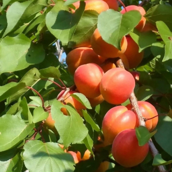 Абрикос Серафим - лпх-первомайское.рф