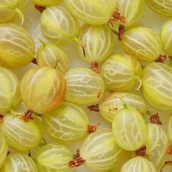  Персиковый (нет в наличии) - лпх-первомайское.рф