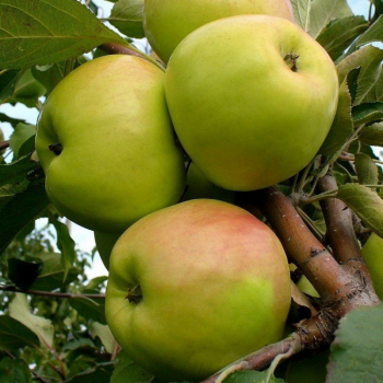 Яблоня Братчуд (зимний)   - лпх-первомайское.рф