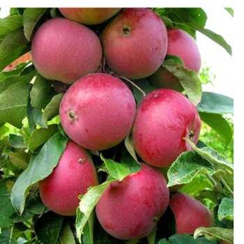 Червонец - лпх-первомайское.рф