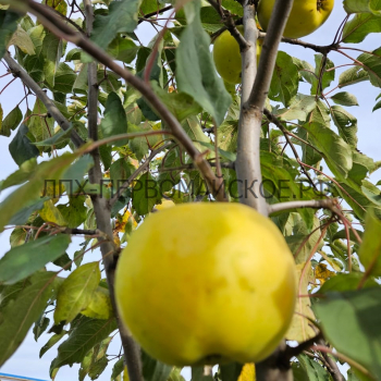 Яблоня Свердловчанин 3х -лет - лпх-первомайское.рф
