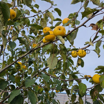 Яблоня Уральское наливное 2х-лет  - лпх-первомайское.рф