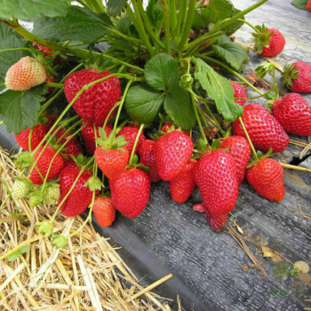 Клубника Фурор( нет в наличии) - лпх-первомайское.рф