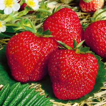 Клубника Сибилла(нет в наличии) - лпх-первомайское.рф