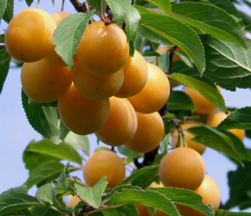 Скромница - лпх-первомайское.рф