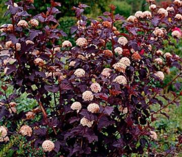 Пузыреплодник (Ред Барон ) - лпх-первомайское.рф