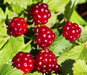 Элпе ( нет в наличии) - лпх-первомайское.рф