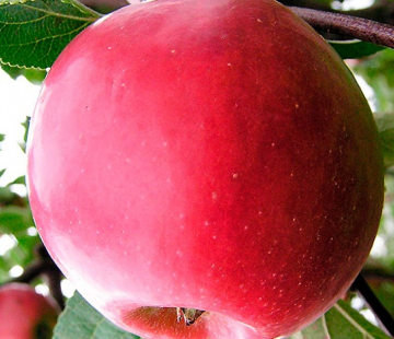 Яблоня Настенька 3х-лет - лпх-первомайское.рф