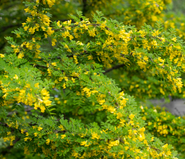 Акация ( карагана  древовидная) - лпх-первомайское.рф