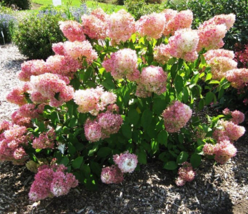 Гортензия "Меджикал свит саммер" - лпх-первомайское.рф