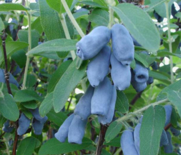 Избранница - лпх-первомайское.рф