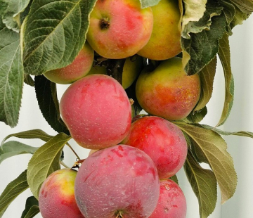 Созвездие - лпх-первомайское.рф