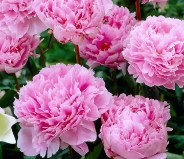 Сара бернар - лпх-первомайское.рф