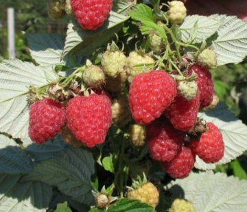 Малина Таганка ( нет в наличии) - лпх-первомайское.рф