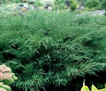 Можжевельник казацкий БЛЮ ДАНУБ - лпх-первомайское.рф