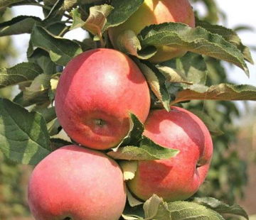 Останкино  - лпх-первомайское.рф