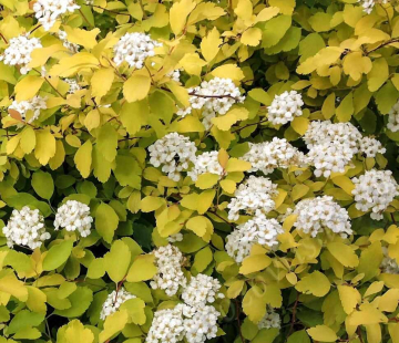 Спирея японская (Вайт голд) ( нет в наличии) - лпх-первомайское.рф