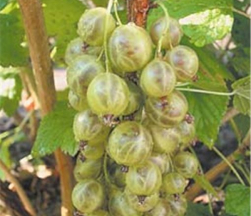 Смородина Изумрудное ожерелье - лпх-первомайское.рф