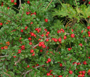 Кизильник Боер - лпх-первомайское.рф