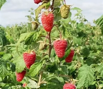 Малина Самохвал - лпх-первомайское.рф