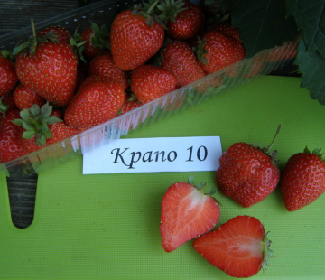 Клубника КРАПО 10 - лпх-первомайское.рф
