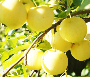 Яблоня Ранет медовый (нет в наличии) - лпх-первомайское.рф
