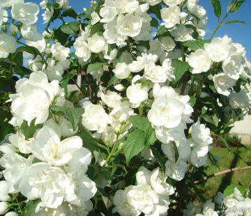 Вирджинал - лпх-первомайское.рф