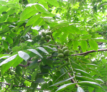 Манчьжурский орех - лпх-первомайское.рф