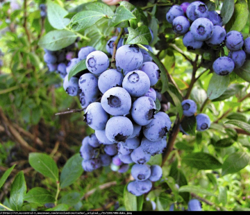 Дюк - лпх-первомайское.рф