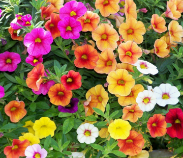 Калибрахоа (нет в наличии) - лпх-первомайское.рф