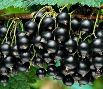 Смородина Краса львова - лпх-первомайское.рф