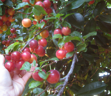 Дудука(нет в наличии) - лпх-первомайское.рф