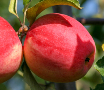 Яблоня Мамины стаканчики - лпх-первомайское.рф