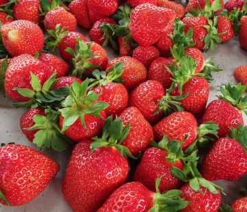 Клубника Антеа - лпх-первомайское.рф