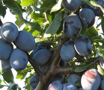 Чернослив  - лпх-первомайское.рф