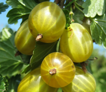  Белые ночи (нет в наличии) - лпх-первомайское.рф