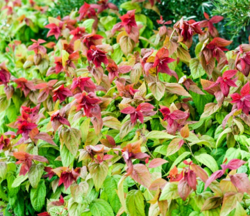 Спирея японская (Макрофилла )( нет в наличии) - лпх-первомайское.рф