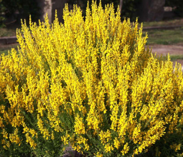 Дрок красильный (нет в наличии) - лпх-первомайское.рф