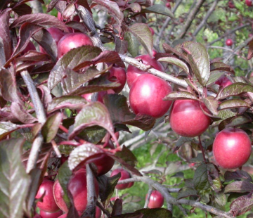 Фиолетовый восторг - лпх-первомайское.рф