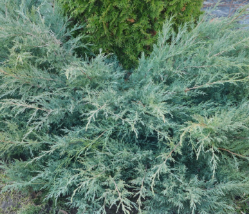 Можжевельник виргинский ГРЕЙ ОУЛ - лпх-первомайское.рф