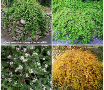 Стефандера - лпх-первомайское.рф