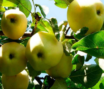 Яблоня Чудное (летний) - лпх-первомайское.рф