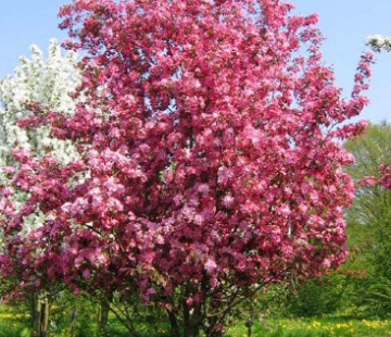 Рудольф - лпх-первомайское.рф