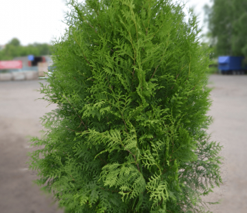 Туя западная БРАБАНТ - лпх-первомайское.рф