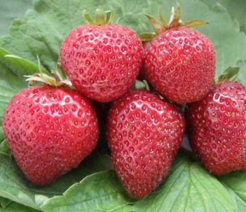 Клубника Флоренс - лпх-первомайское.рф