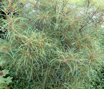 Крушина - лпх-первомайское.рф