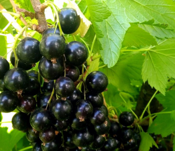 Смородина Селеченская - лпх-первомайское.рф